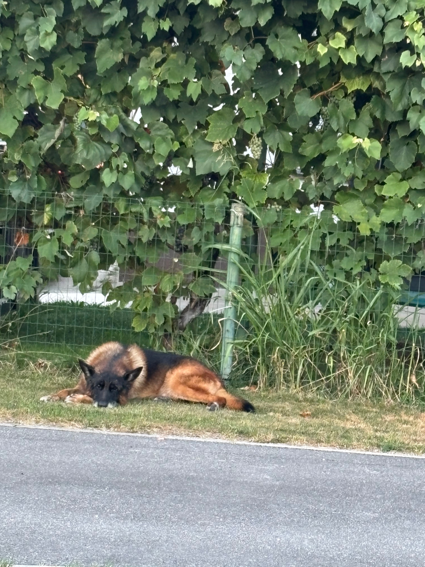 Nemški ovčar počiva v senci pod trto ob ograji